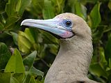 Galapagos 7-2-06 Genovesa Darwin Bay Red-footed Booby Close Up Here is a close-up of a red-footed booby on Genovesa.